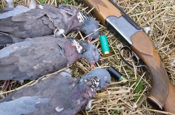 Rifle and pigeons — Stock Photo, Image