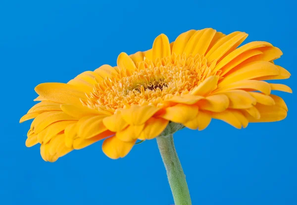 Gerbera — Stock Photo, Image