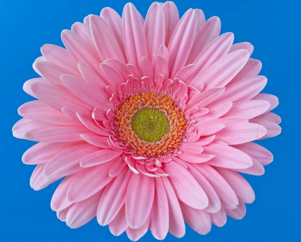 Gerbera rosa — Fotografia de Stock