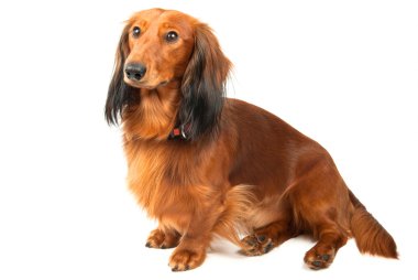 dachshund oturan