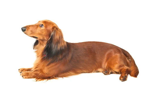 Dachshund. — Fotografia de Stock