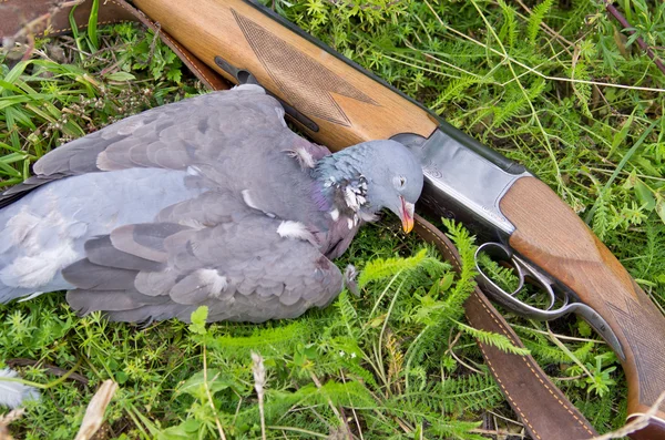Güvercin ve tüfek çimenlerin üzerinde — Stok fotoğraf