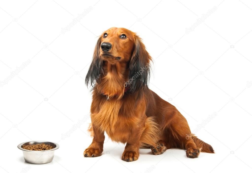 Dog and food