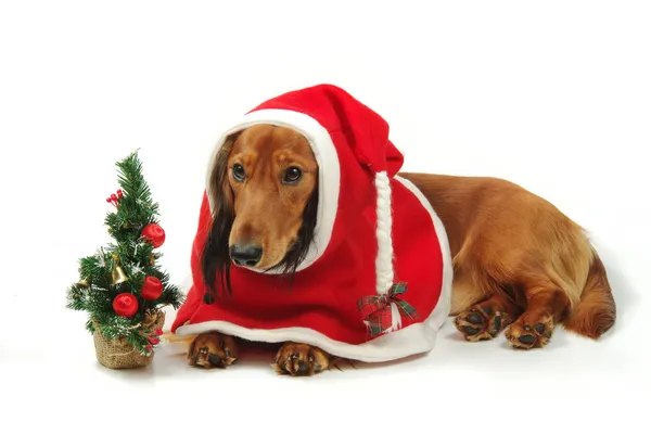 腊肠狗和圣诞节 — 图库照片