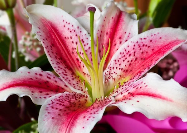 Lily flower — Stock Photo, Image