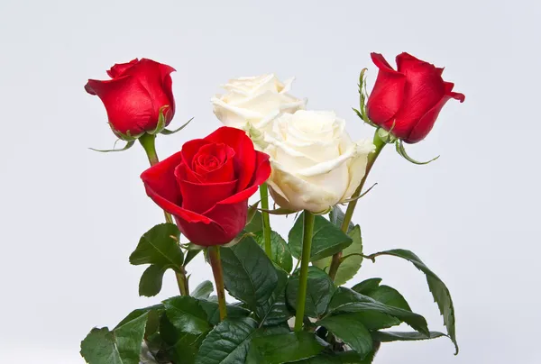 Красные и белые розы — стоковое фото