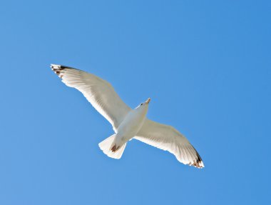 martı