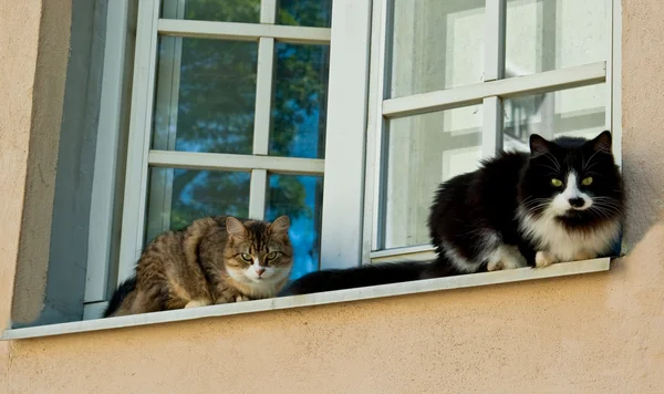 창에 있는 고양이 — 스톡 사진