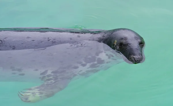 Swimming seal — Stock Photo, Image