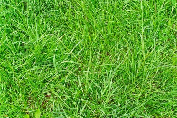 Grass texture — Stock Photo, Image