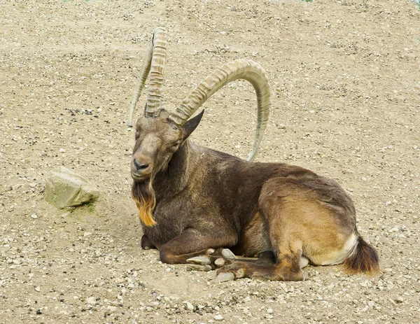 Siberian ibex — Stock Photo, Image