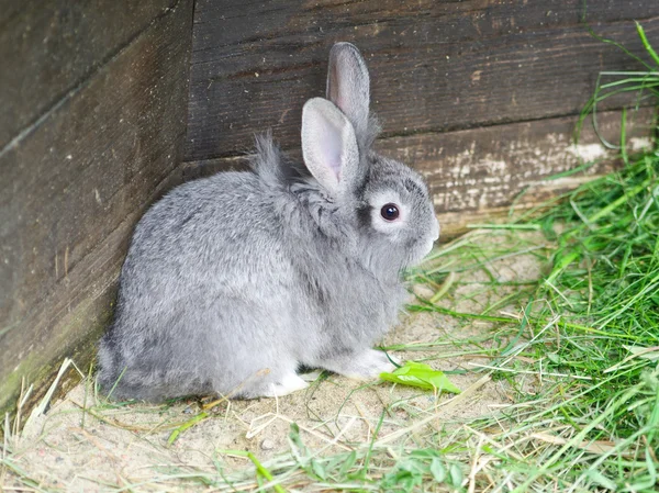 Liten kanin — Stockfoto