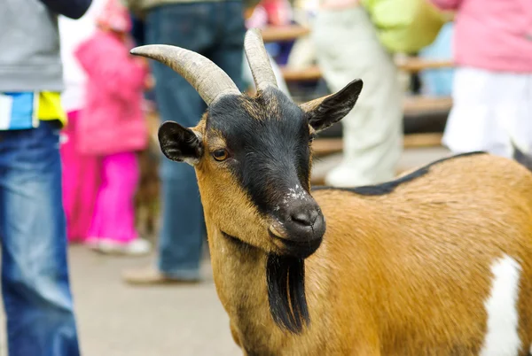 Goat on the street — Stock Photo, Image