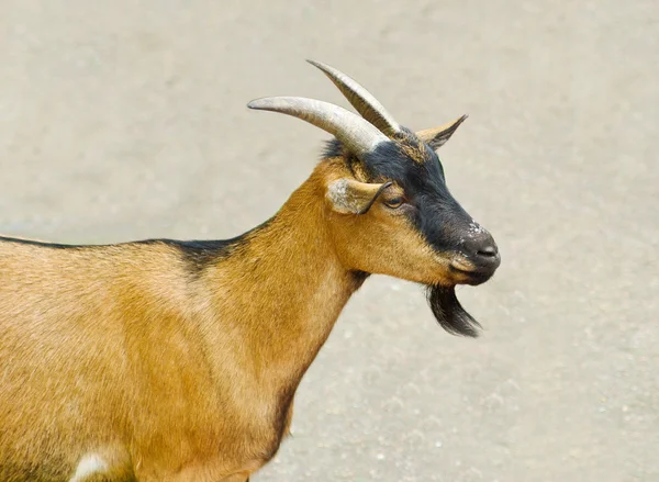 Portrait of goat — Stock Photo, Image