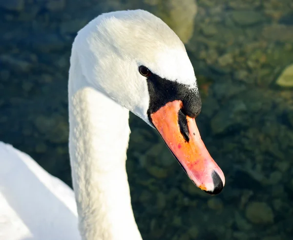Retrato de cisne branco — Fotografia de Stock