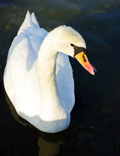 Simning swan — Stockfoto