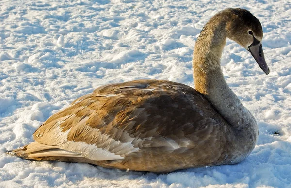 Cisne jovem — Fotografia de Stock