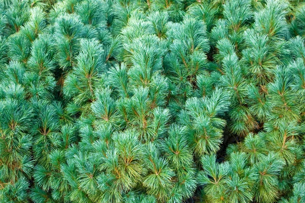 Blue pine — Stock Photo, Image