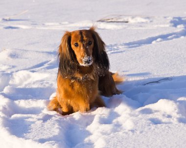 Dachshund Kışın açık