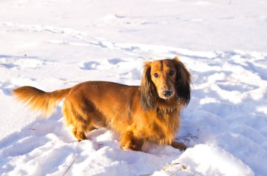 Dachshund karlı çayır üzerinde