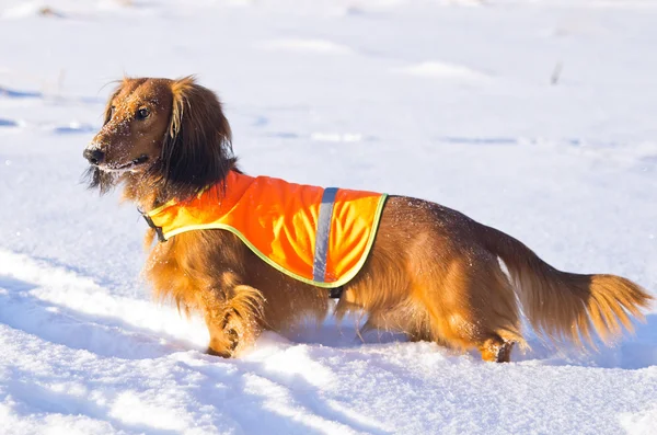 Dachshund en gilet sur la chasse d'hiver — Photo