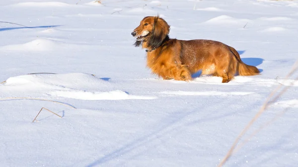 Uzun saçlı dachshund — Stok fotoğraf