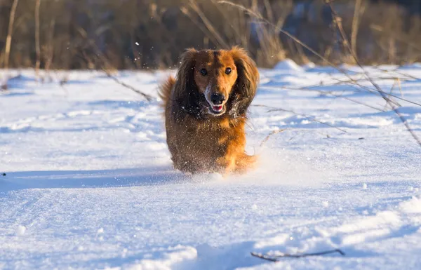 Dachshund çalışan — Stok fotoğraf