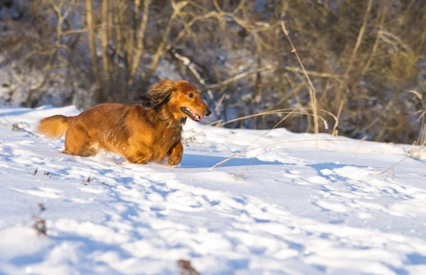 Dachshund running on meadow — Stock Photo, Image