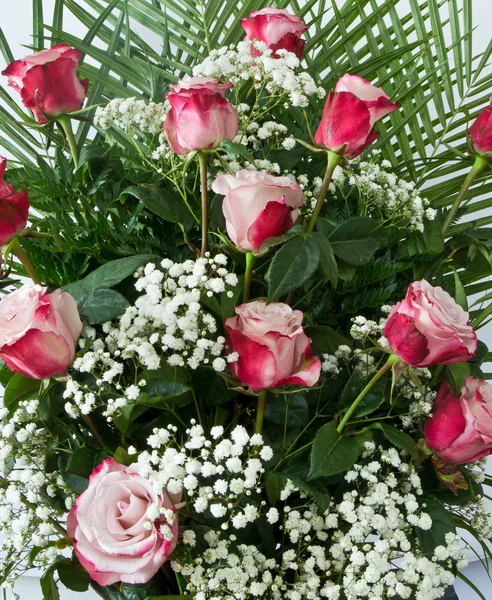 Rote und weiße Rosen — Stockfoto