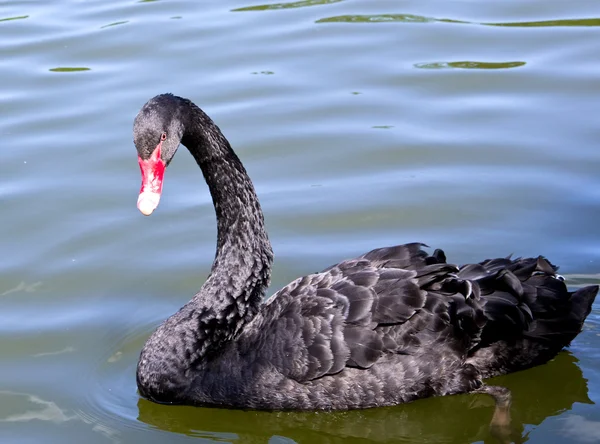 Cisne negro — Fotografia de Stock