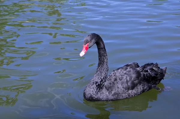 Cisne negro — Fotografia de Stock