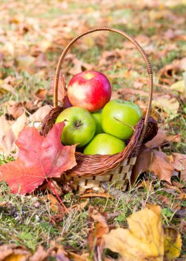 yeşil ve kırmızı elmalar