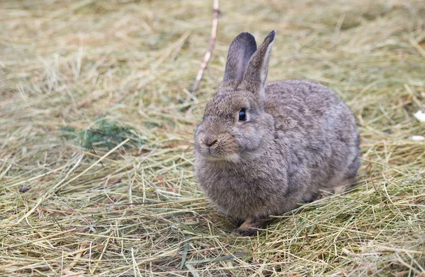灰色の欧州ウサギ — ストック写真