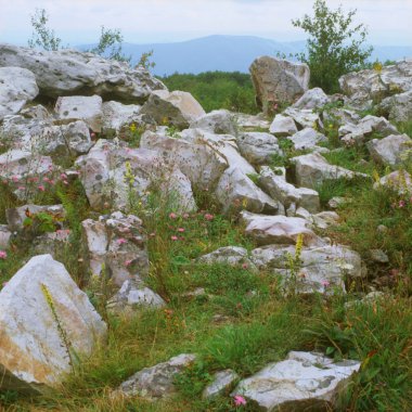 Dolly Sods vahşi alan ~ West Virginia