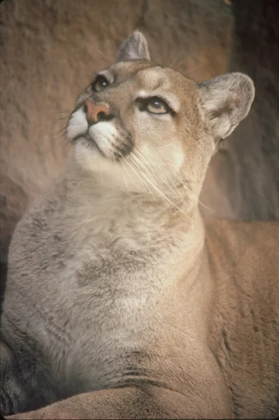 "Cougar Concentration" — Zdjęcie stockowe