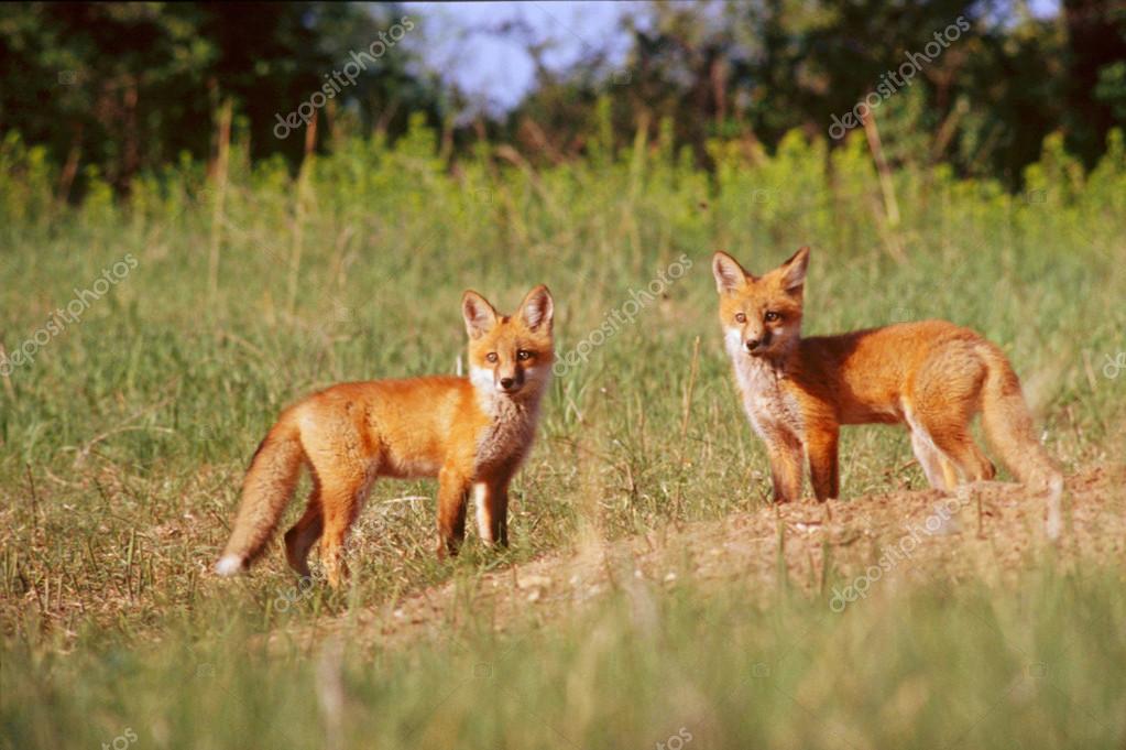 Red Fox Pups Stock Photo by ©Jeff16WC 12626978