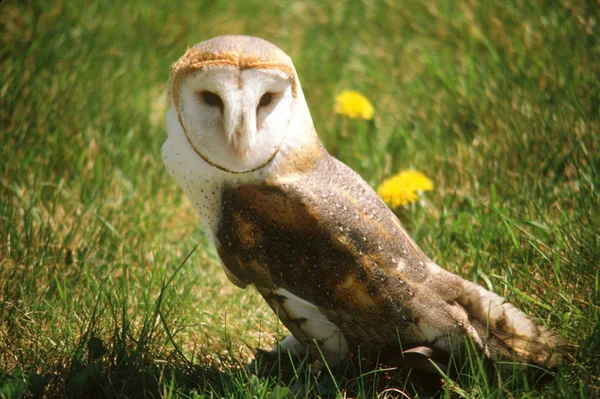 Summer Barn Owl — Stock Photo, Image