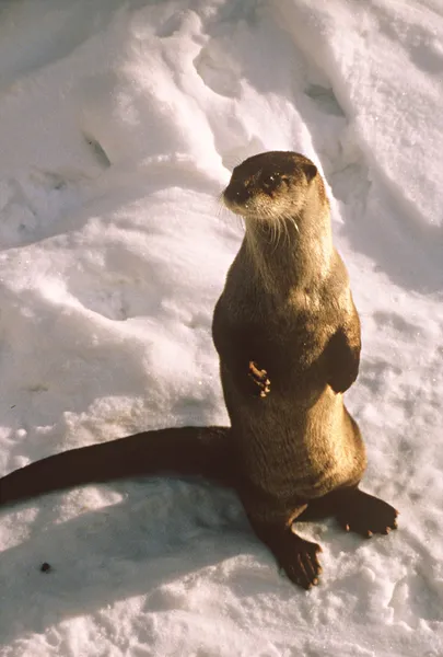 Winterflussotter — Stockfoto