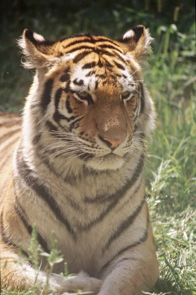 Tigre siberiano joven —  Fotos de Stock