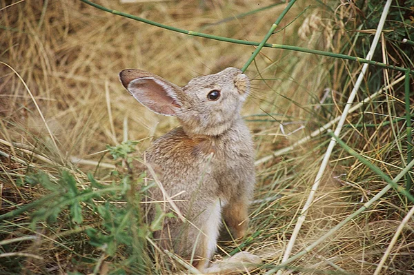 山ワタオウサギ ウサギ — ストック写真