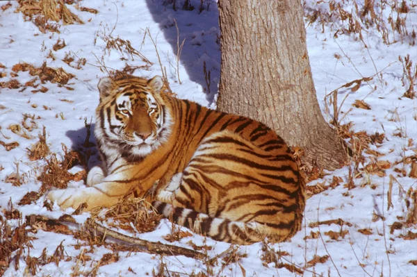 Siberian Tiger In Winter — Stock Photo, Image