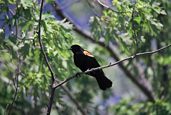 Ala roja Blackbird —  Fotos de Stock
