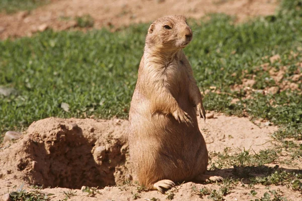 "Cane della prateria Sentinella " — Foto Stock