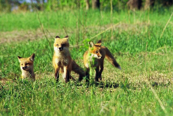 "Fox hvalp trio " - Stock-foto