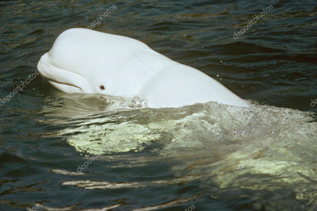 Stockfotos Beluga Wal Bilder Stockfotografie Beluga Wal Lizenzfreie Fotos Depositphotos