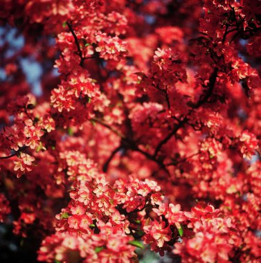 Kırmızı çiçekli crabapple