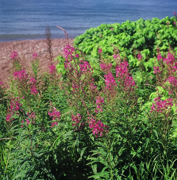 Mjölke (växt) blommar — Stockfoto