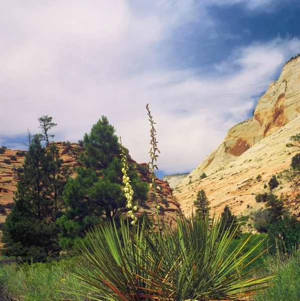 Zion nationalpark — Stockfoto