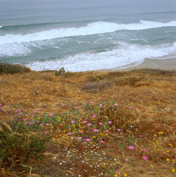 Beach Trail Overlook Torrey Pines Reserve California — Stock Photo, Image