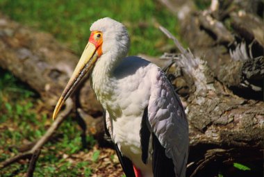 Sarı gagalı leylek